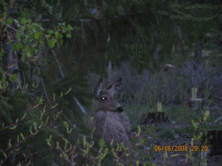 A curious visitor to camp